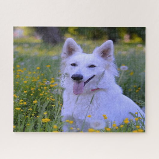 Witte Zwitserse Schaapherder Puzzels. Legpuzzel (Horizontaal)