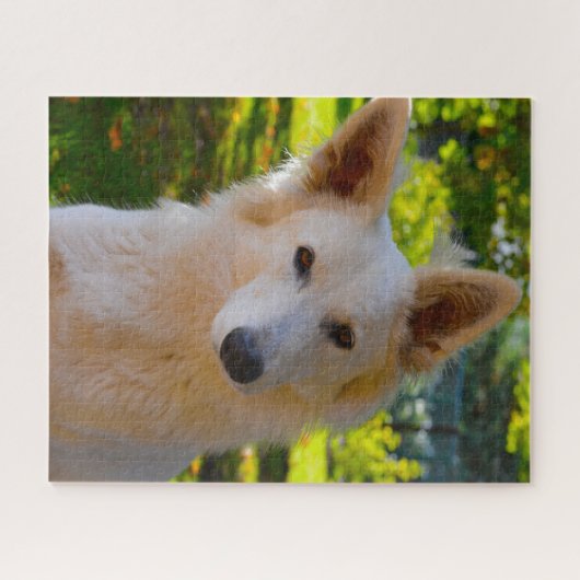 Witte Zwitserse Shepherd Dog Jigsaws. Legpuzzel (Horizontaal)