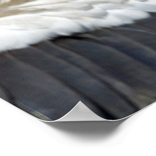 Witteooievaar Poster (Hoek)