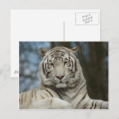 Wittijgerbriefkaart Briefkaart (Voorkant / Achterkant)