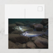 witviszwemmen briefkaart (Voorkant / Achterkant)