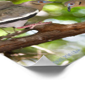 Witvleugelhonden Poster (Hoek)