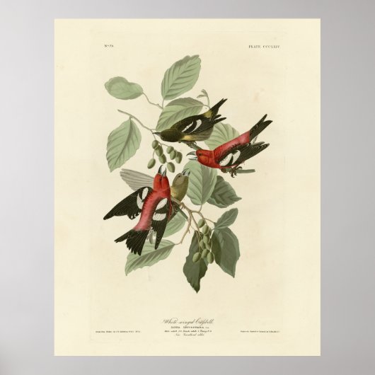 Witvleugelige Crossbill, Amerikaanse vogels van Au Poster (Voorkant)