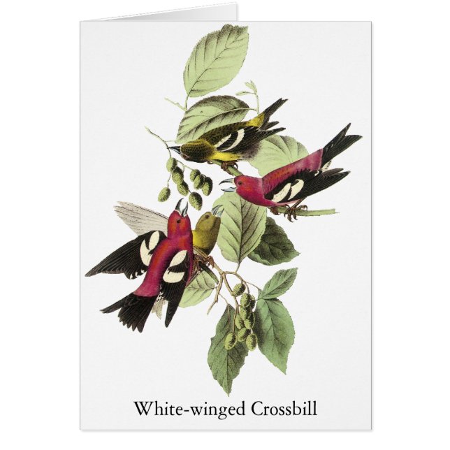 Witvleugelige Crossbill - John James Audubon (Voorkant)