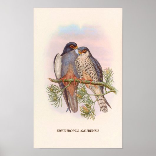 Witvleugelige rode torenvalk poster (Voorkant)