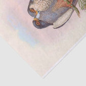 Witvleugelige roodvoetzool, ontkoppeling tissuepapier (Detail)