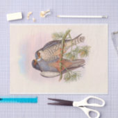 Witvleugelige roodvoetzool, ontkoppeling tissuepapier (Craft)