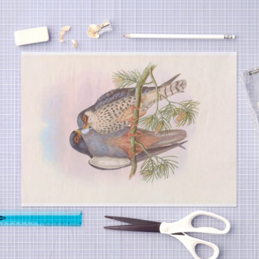 Witvleugelige roodvoetzool, ontkoppeling tissuepapier (Craft)