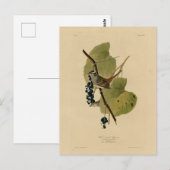 Witvol Sparrow - Amerikaanse vogels van Audubon Briefkaart (Voorkant / Achterkant)