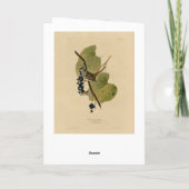Witvol Sparrow - Amerikaanse vogels van Audubon Kaart (Achterkant)