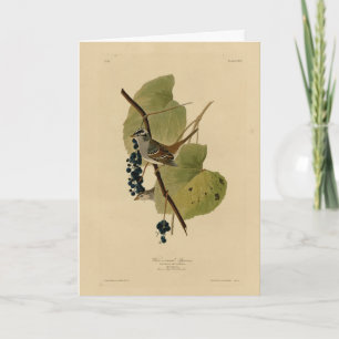 Witvol Sparrow - Amerikaanse vogels van Audubon Kaart