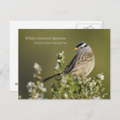 Witvolle mousine briefkaart (Voorkant / Achterkant)