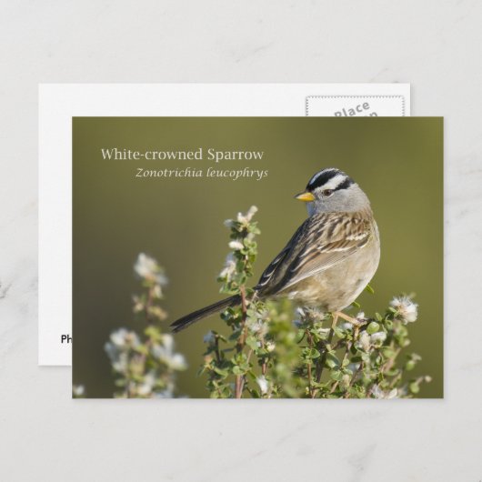 Witvolle mousine briefkaart (Voorkant / Achterkant)