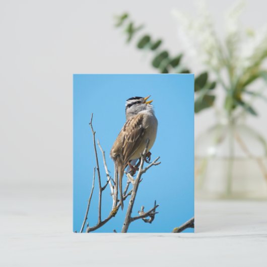 Witvolle mugrog briefkaart (Staand voorkant)