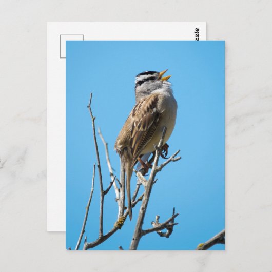 Witvolle mugrog briefkaart (Voorkant / Achterkant)