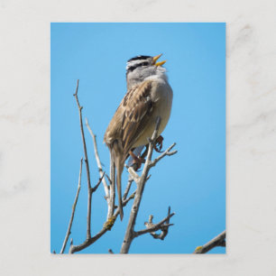 Witvolle mugrog briefkaart