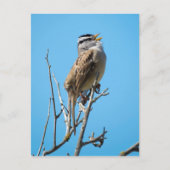 Witvolle mugrog briefkaart (Voorkant)