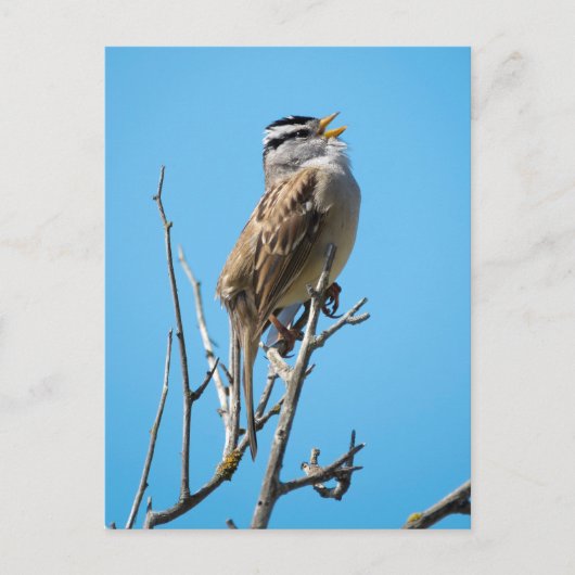 Witvolle mugrog briefkaart (Voorkant)