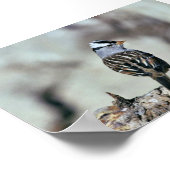 Witvolle mugrog poster (Hoek)