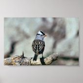 Witvolle mugrog poster (Voorkant)