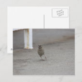 Woah Sparrow! Briefkaart (Voorkant / Achterkant)