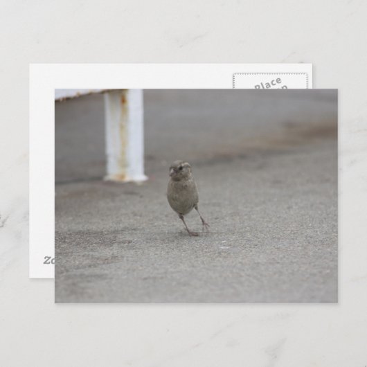 Woah Sparrow! Briefkaart (Voorkant / Achterkant)