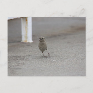 Woah Sparrow! Briefkaart