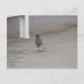 Woah Sparrow! Briefkaart (Voorkant)