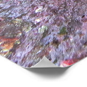 Wobbegong Close Up Poster (Hoek)