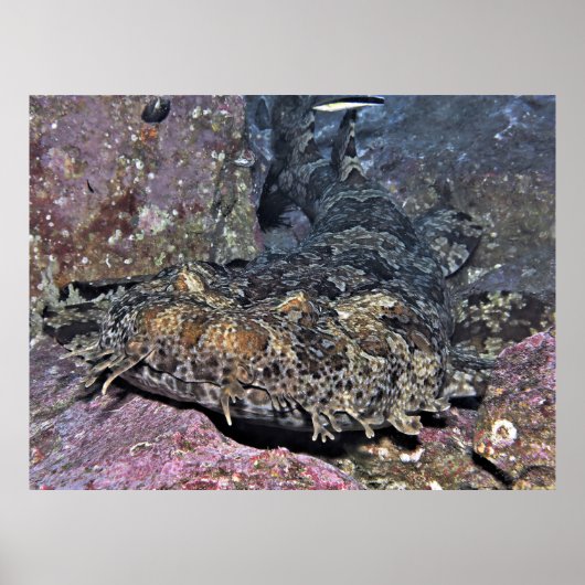 Wobbegong Close Up Poster (Voorkant)