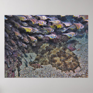 Wobbegong en veegmachines poster