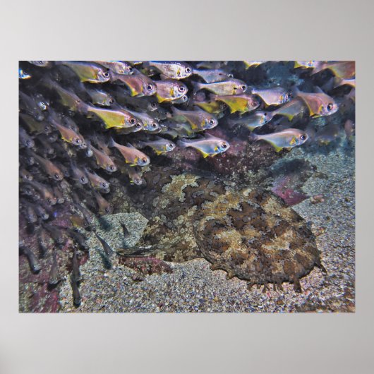 Wobbegong en veegmachines poster (Voorkant)
