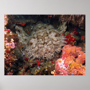 Wobbegong in een grot poster