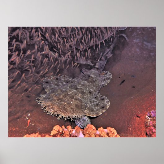 Wobbegong in Raja Ampat Poster (Voorkant)