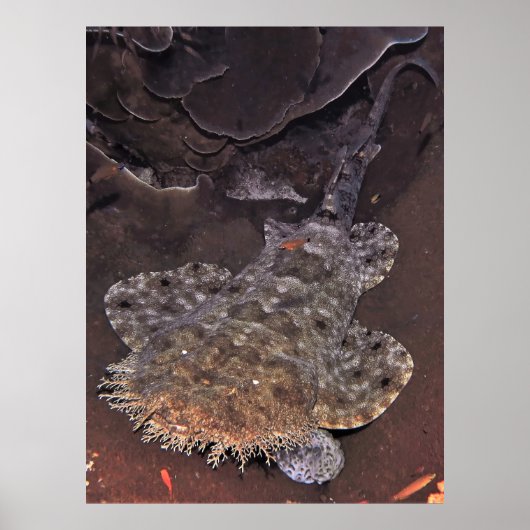 Wobbegong Portrait Poster (Voorkant)