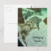 Wobbegong Sharks Briefkaart (Voorkant / Achterkant)