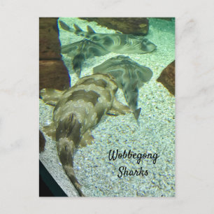 Wobbegong Sharks Briefkaart