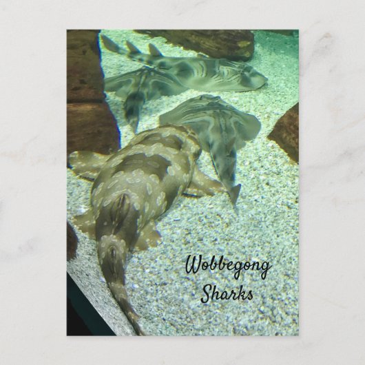 Wobbegong Sharks Briefkaart (Voorkant)