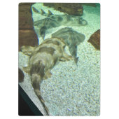 Wobbegong Sharks Klembord (Achterkant)