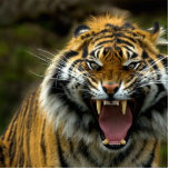 woedende tijger 2 staand fotobeeldje<br><div class="desc">Angry Tiger is afgesneden</div>