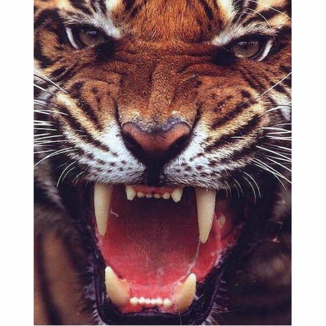 woedende tijger staand fotobeeldje  (Voorkant)