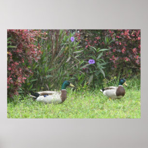 Woerd Poster