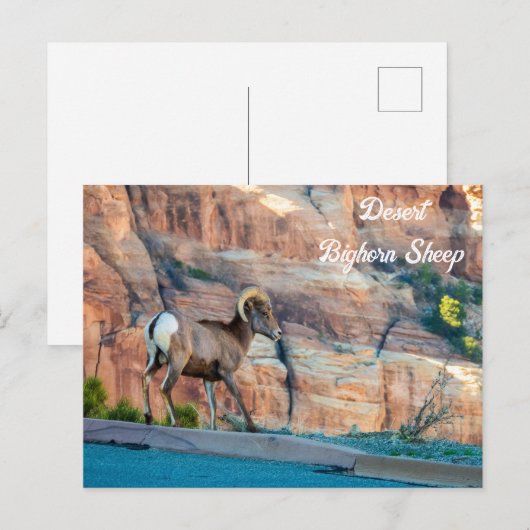 Woestijn Bighorn Schaap Briefkaart (Voorkant / Achterkant)