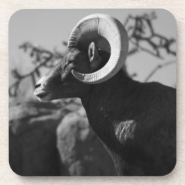 Woestijn Bighorn Schaap Drankjes Onderzetter