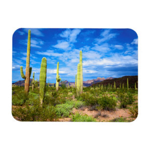 Woestijn cactus landschap, Arizona Magneet