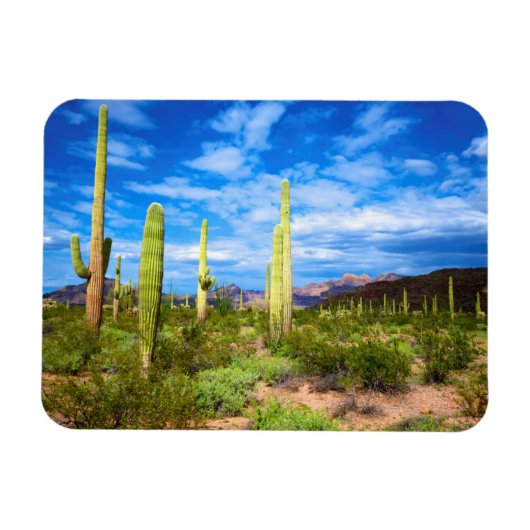 Woestijn cactus landschap, Arizona Magneet (Horizontaal)