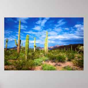 Woestijn cactus landschap, Arizona Poster