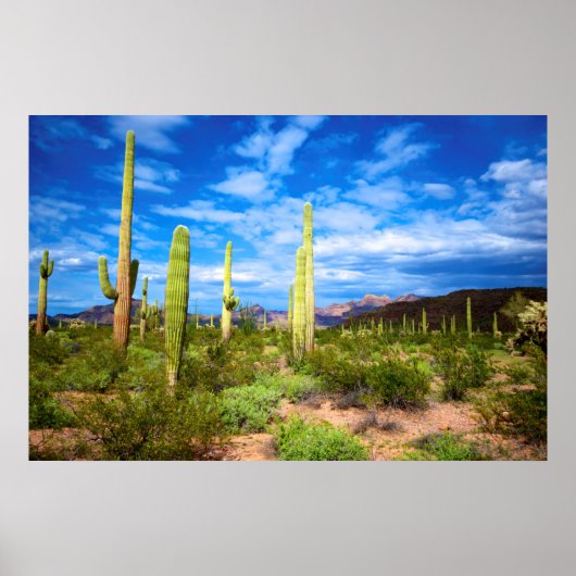Woestijn cactus landschap, Arizona Poster (Voorkant)