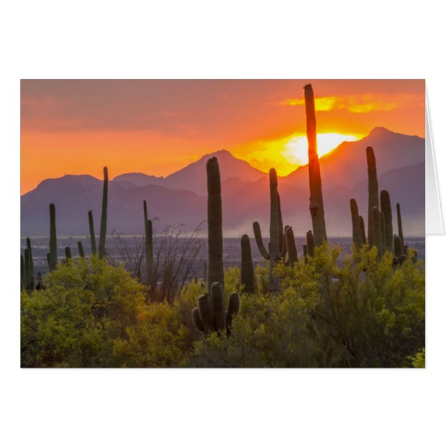 Woestijn cactus zonsondergang, Arizona (Voorkant Horizontaal)