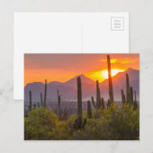 Woestijn cactus zonsondergang, Arizona Briefkaart (Voorkant / Achterkant)